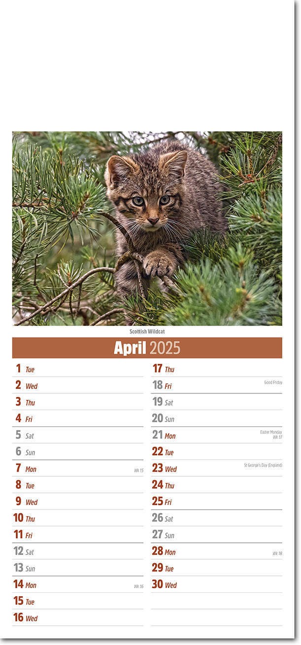 Slimline British Wildlife Compact Calendar