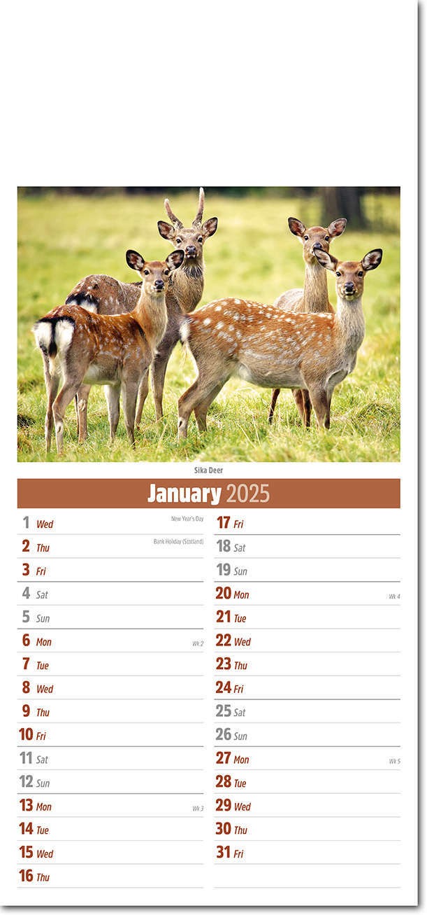 Slimline British Wildlife Compact Calendar